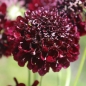 Neu! Scabiose Deep Purple (Samen)