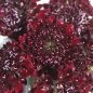 Neu! Scabiose Deep Purple (Samen)
