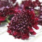 Neu! Scabiose Deep Purple (Samen)