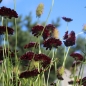 Neu! Scabiose Deep Purple (Samen)