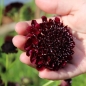 Neu! Scabiose Deep Purple (Samen)