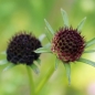 Neu! Scabiose Deep Purple (Samen)