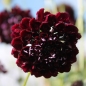Neu! Scabiose Deep Purple (Samen)