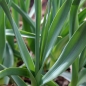 Neu! Scharfer Gelblauch - Sibirischer Knoblauch (Samen)