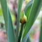 Neu! Scharfer Gelblauch - Sibirischer Knoblauch (Samen)