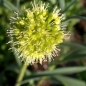 Neu! Scharfer Gelblauch - Sibirischer Knoblauch (Samen)