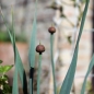 Neu! Scharfer Gelblauch - Sibirischer Knoblauch (Samen)