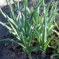 Neu! Scharfer Gelblauch - Sibirischer Knoblauch (Samen)