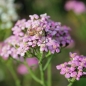 Schafgarbe Cerise Queen (Samen)