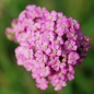 Schafgarbe Cerise Queen (Samen)