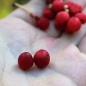 Schisandra Sadova Nr. 1 (Pflanze)