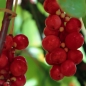 Schisandra Sadova Nr. 1 (Pflanze)