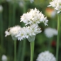 Schnittknoblauch (Pflanze)