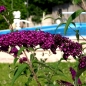 Neu! Schmetterlingsflieder Royal Red (Pflanze)