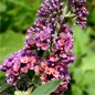 Neu! Schmetterlingsflieder Bicolor (Pflanze)