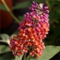 Neu! Schmetterlingsflieder Bicolor (Pflanze)