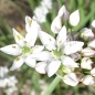 Schnittknoblauch (Pflanze)