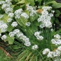 Schnittknoblauch (Samen)