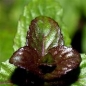 Schokoladenminze II