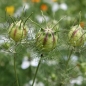 Schwarzkümmel (Samen)