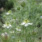 Schwarzkümmel (Samen)