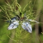 Schwarzkümmel (Samen)