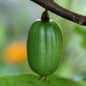Sibirische Kiwi Nahodka weiblich (Pflanze)