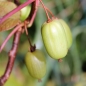 Sibirische Kiwi Anniki selbstfruchtbar (Pflanze)