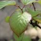 Sibirische Kiwi Anniki selbstfruchtbar (Pflanze)