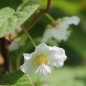 Sibirische Kiwi Anniki selbstfruchtbar (Pflanze)