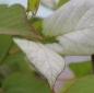 Sibirische Kiwi Dr. Szymanowski weiblich (Pflanze)