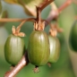 Sibirische Kiwi Dr. Szymanowski weiblich (Pflanze)