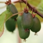 Sibirische Kiwi Dr. Szymanowski weiblich (Pflanze)