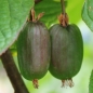 Sibirische Kiwi Dr. Szymanowski