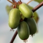 Sibirische Kiwi Edible Landscaping weiblich (Pflanze)