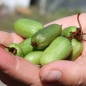 Sibirische Kiwi Edible Landscaping weiblich (Pflanze)