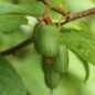 Sibirische Kiwi Edible Landscaping weiblich (Pflanze)