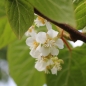 Sibirische Kiwi Edible Landscaping weiblich (Pflanze)