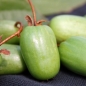 Sibirische Kiwi Matovaya weiblich (Pflanze)