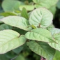 Sibirische Kiwi Matovaya weiblich (Pflanze)
