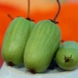 Sibirische Kiwi Nahodka weiblich (Pflanze)
