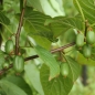 Sibirische Kiwi Nahodka weiblich (Pflanze)