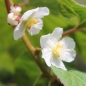 Sibirische Kiwi Nahodka weiblich (Pflanze)