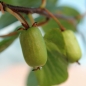 Sibirische Kiwi Pautske weiblich (Pflanze)