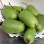 Sibirische Kiwi Pautske weiblich (Pflanze)