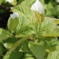 Sibirische Kiwi Pautske weiblich (Pflanze)