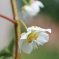 Sibirische Kiwi Pautske weiblich (Pflanze)