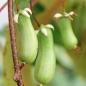 Sibirische Kiwi Vitakola weiblich (Pflanze)