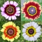 Sommerwucherblume (Samen)