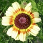 Sommerwucherblume (Samen)